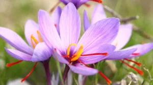 Indian Kashmiri Saffron