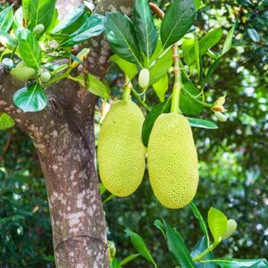 Jackfruit