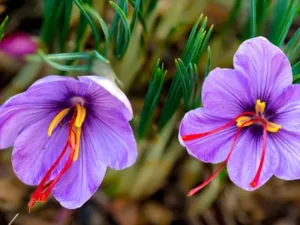 Kashmiri Saffron